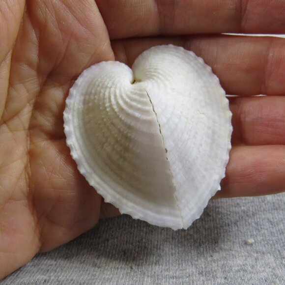 REAL White Sea Shells (8" Abalone Shell and variety of others) 2 pounds + - Picture 9 of 12